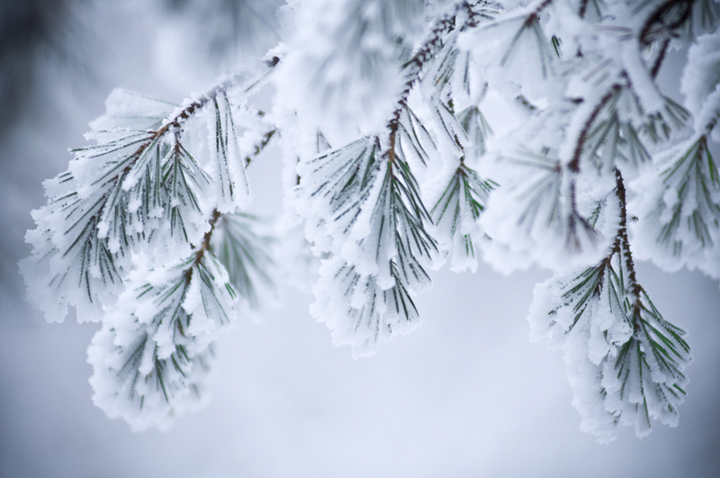 snowy pine branch